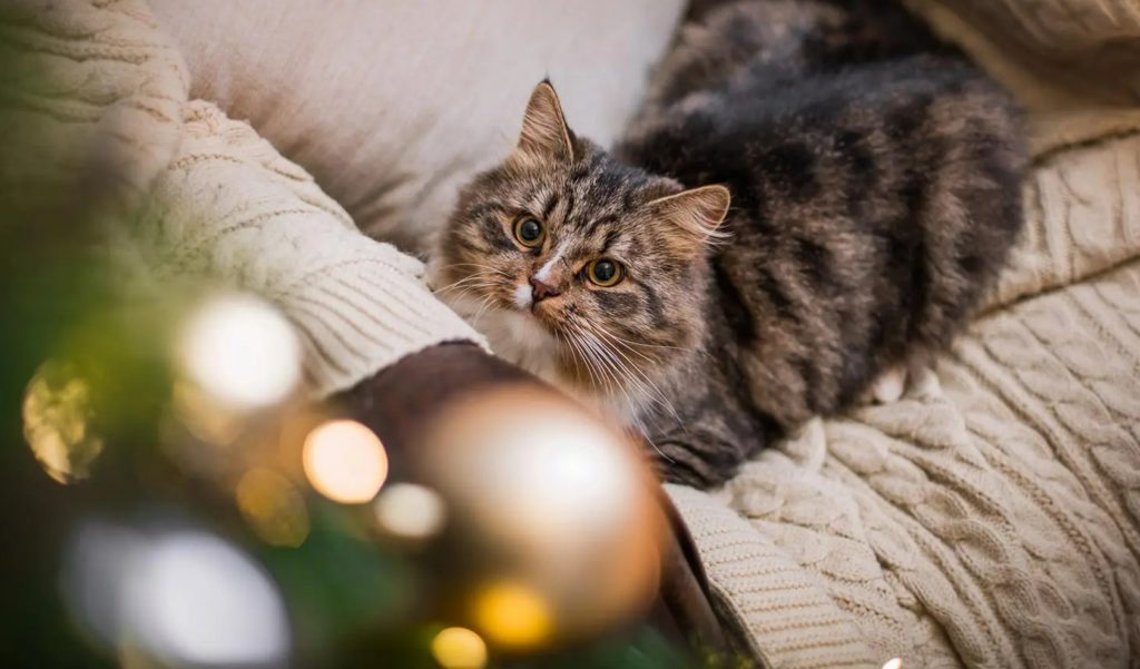 How To Stop Your Cat From Destroying The Christmas Tree 6