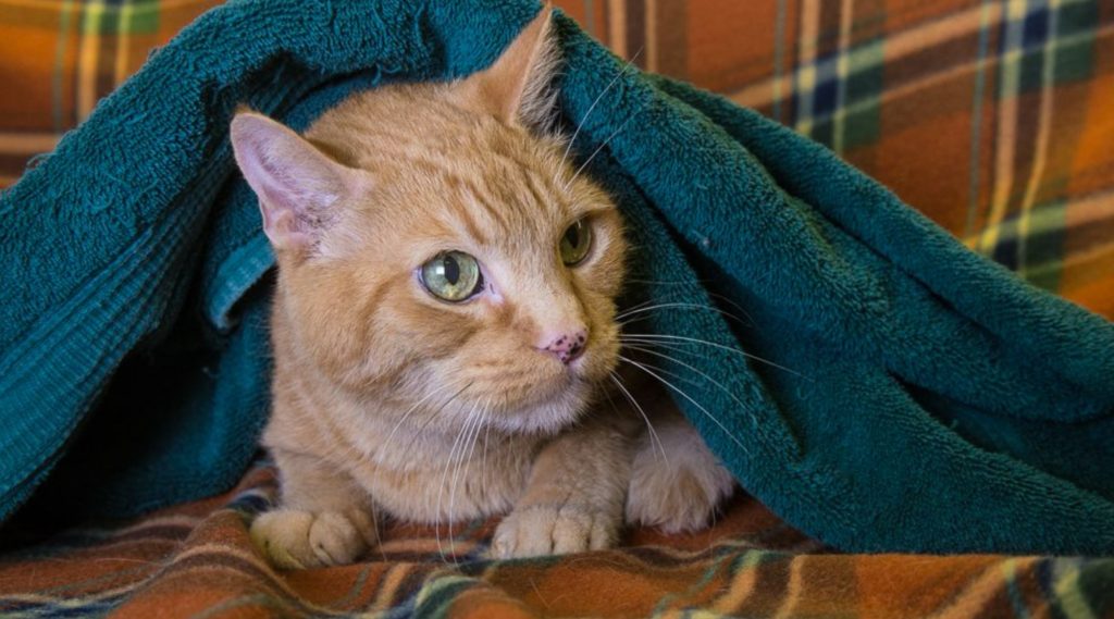 Hypothermia Amid Cats