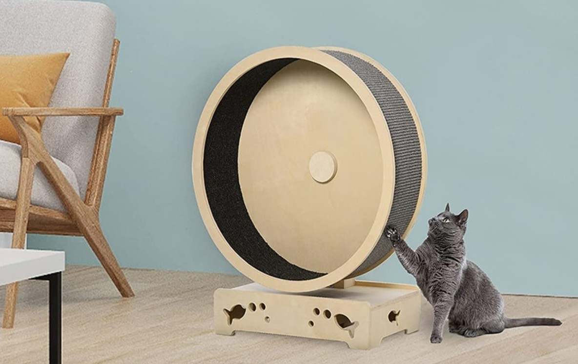 What is The Best Cat Exercise Wheel in 2023? - Top-5 Options
