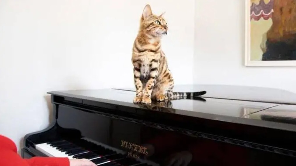 Do Cats Like Music?