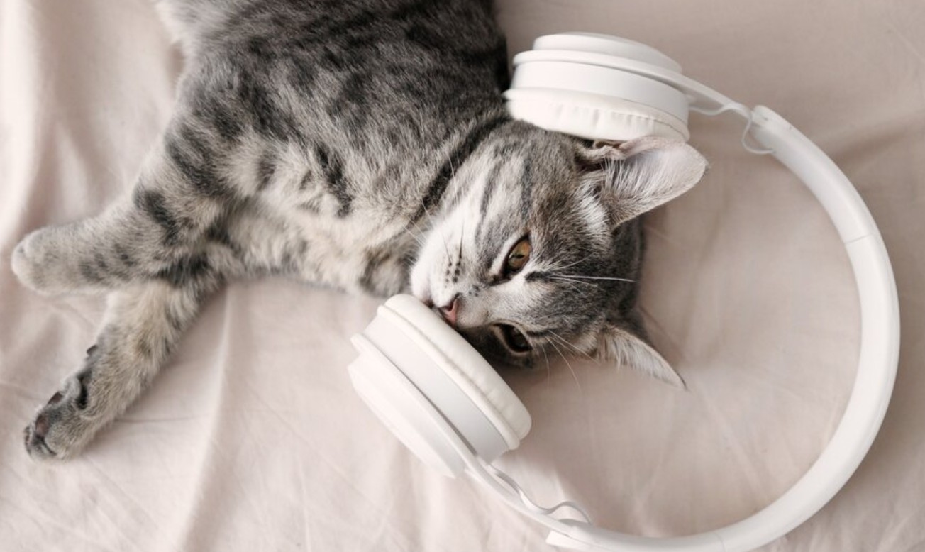 Do Cats Like Music? - 2 Types Of Best Music For Cats