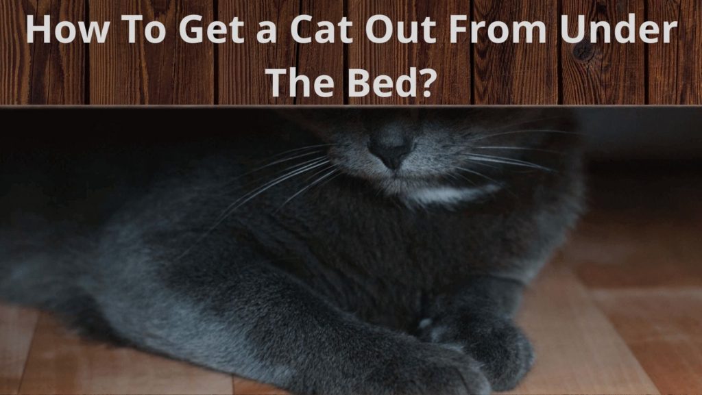 How to get a cat out from under the bed?