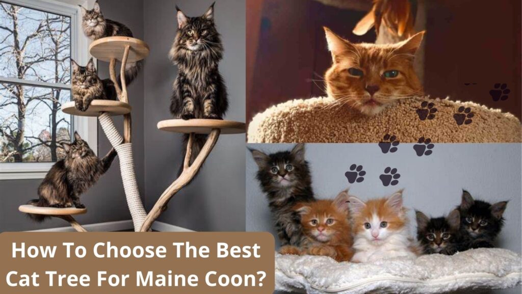 How To Choose The Best Cat Tree For Maine Coon? Top-10 and A Buying Guide